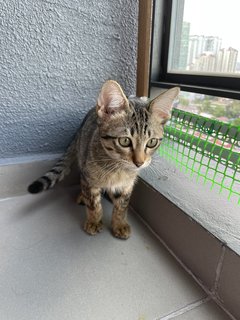 Brownie - Domestic Short Hair Cat