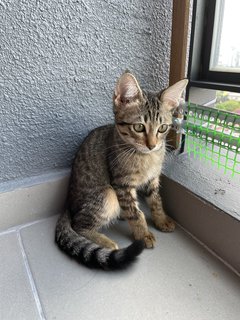 Brownie - Domestic Short Hair Cat