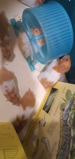 PF110103 - Syrian / Golden Hamster Hamster