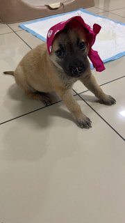 Glory  - Mixed Breed Dog