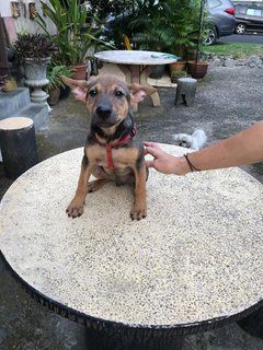 Fudge - Mixed Breed Dog