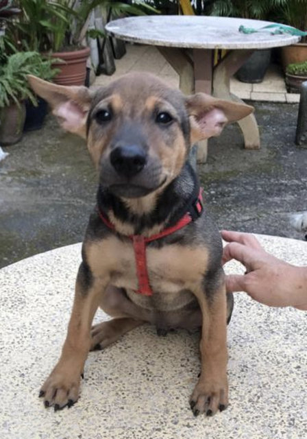 Fudge - Mixed Breed Dog