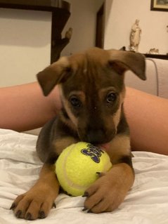 Fudge - Mixed Breed Dog