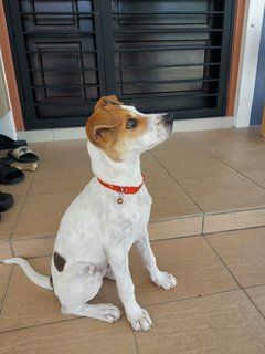 Mulan - Jack Russell Terrier Dog