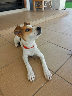 Mulan - Jack Russell Terrier Dog