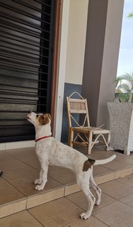 Mulan - Jack Russell Terrier Dog