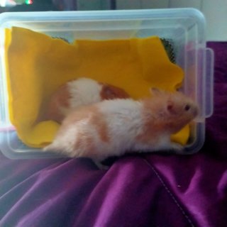 Remo - Chinese Hamster Hamster