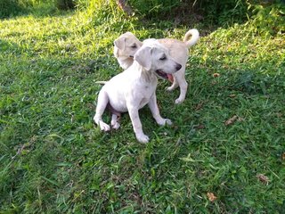 Jonn - Mixed Breed Dog