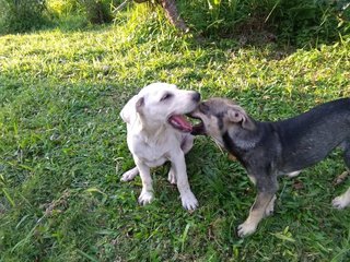 Jonn - Mixed Breed Dog