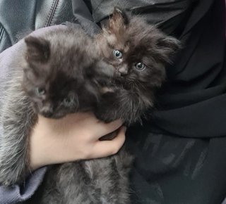 Amin, Aisyah - Persian Cat