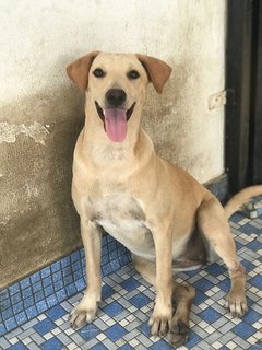 Shasha - Labrador Retriever Mix Dog