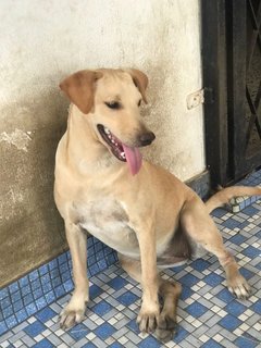 Shasha - Labrador Retriever Mix Dog