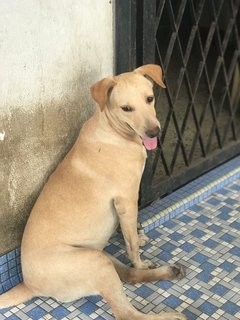 Shasha - Labrador Retriever Mix Dog