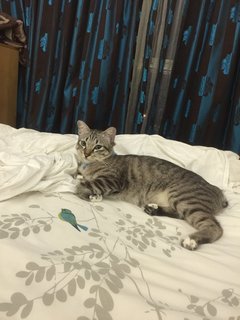 Milo - Domestic Short Hair Cat