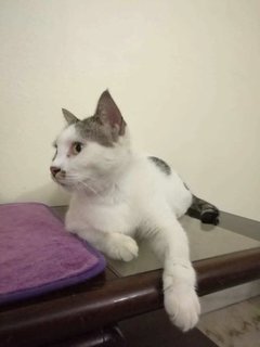 Yanyan - Domestic Short Hair Cat