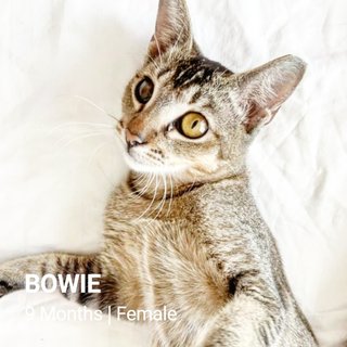 Bowie - Domestic Short Hair Cat