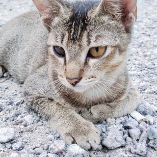 Bowie - Domestic Short Hair Cat