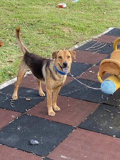 Bruno  - Mixed Breed Dog