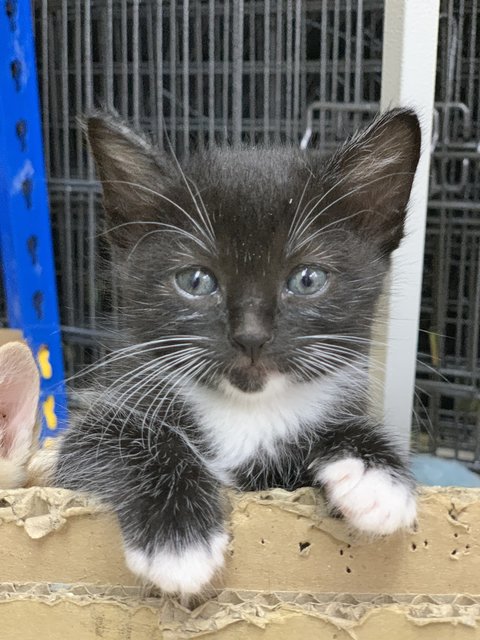 Labo - Domestic Short Hair Cat