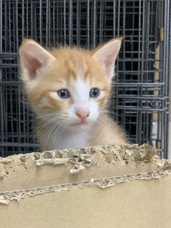 Lemon - Domestic Short Hair Cat