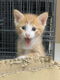 Lemon - Domestic Short Hair Cat