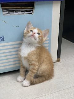 Lemon - Domestic Short Hair Cat