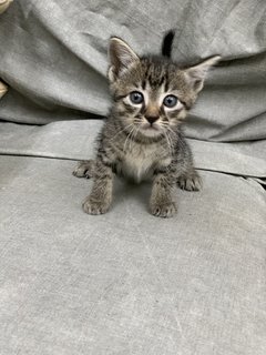 Leila - Tabby + Domestic Short Hair Cat