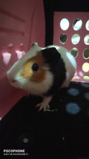 Soda - Guinea Pig Small & Furry