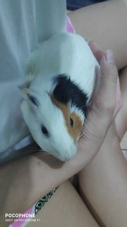 Soda - Guinea Pig Small & Furry