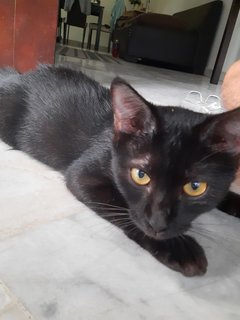 Blackie - Bombay Cat