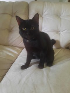 Blackie - Bombay Cat