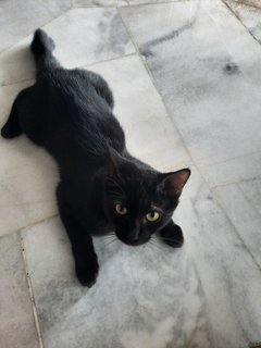 Blackie - Bombay Cat