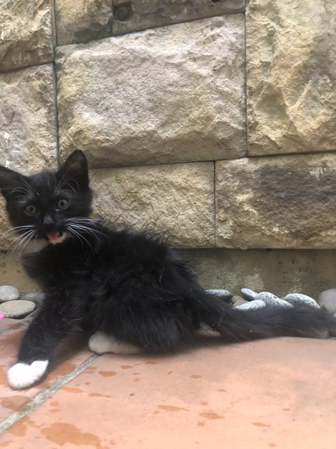 Mr Socko - Domestic Long Hair Cat