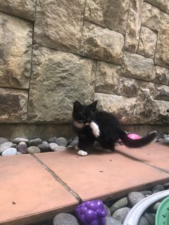 Mr Socko - Domestic Long Hair Cat