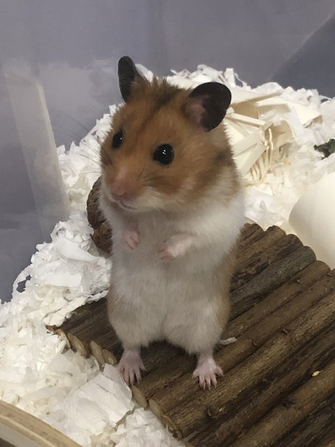 Dalton - Syrian / Golden Hamster Hamster