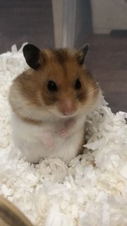 Dalton - Syrian / Golden Hamster Hamster