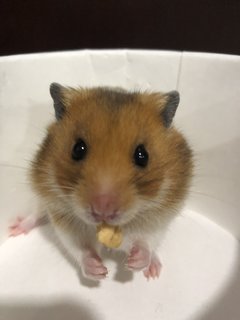 Dalton - Syrian / Golden Hamster Hamster