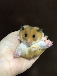 Dalton - Syrian / Golden Hamster Hamster