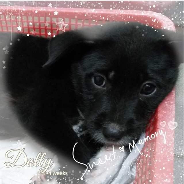 Dolly - Mixed Breed Dog