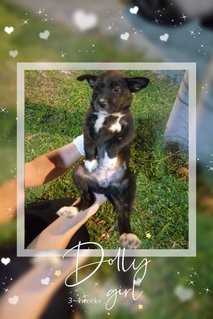 Dolly - Mixed Breed Dog