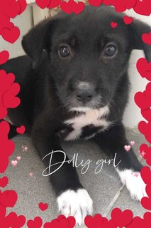 Dolly - Mixed Breed Dog