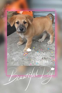 Mochi &amp; Mocha - Mixed Breed Dog