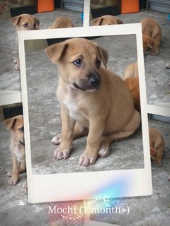 Mochi &amp; Mocha - Mixed Breed Dog