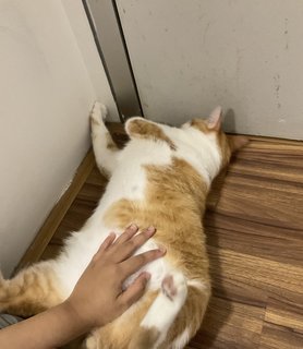 Big Boy - Domestic Short Hair Cat