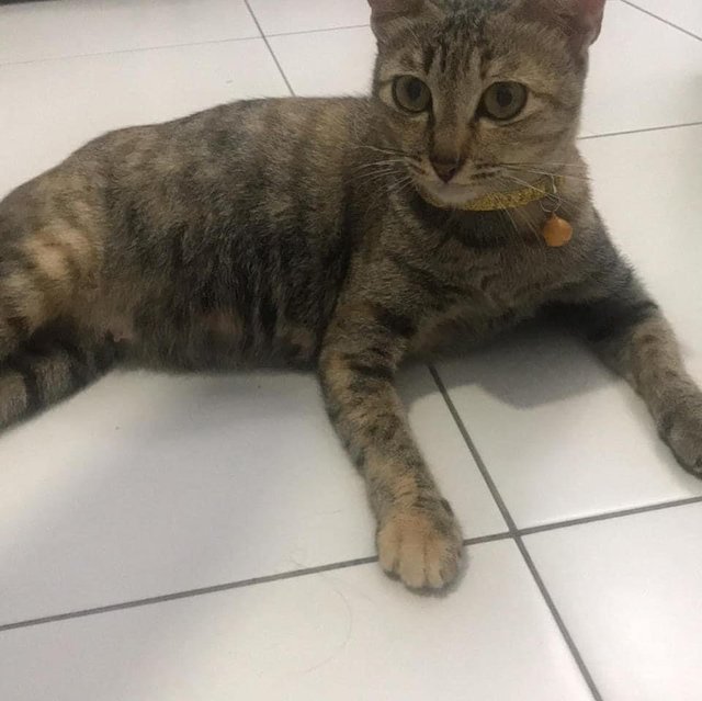 Flora - Domestic Short Hair Cat