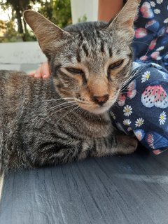 Mr. Whiskers - Found - Domestic Medium Hair Cat