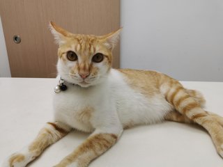 Minam  - Domestic Short Hair Cat