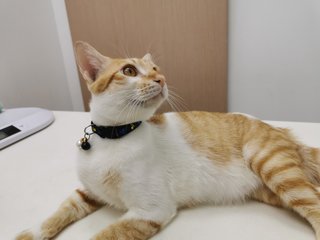 Minam  - Domestic Short Hair Cat