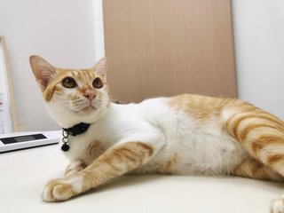 Minam  - Domestic Short Hair Cat