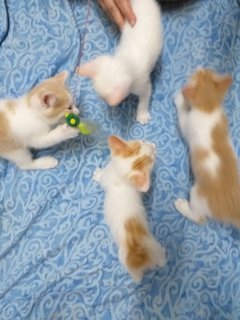 Kitten Bunch - Domestic Medium Hair Cat